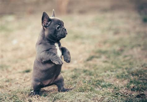 Frenchie breeders that have the best interest of the breed at heart are heavily involved with the breed. Why you should use harnesses instead of leashes? Proper ...