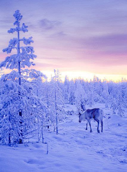 Lapland Finland Beautiful Landscapes Beautiful Morning Beautiful