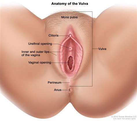 Vagina Anatomy Upicsz Com