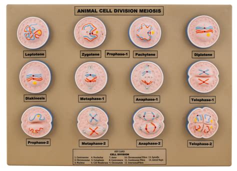 Model Animal Cell Division Meiosis Mini — Eisco Labs