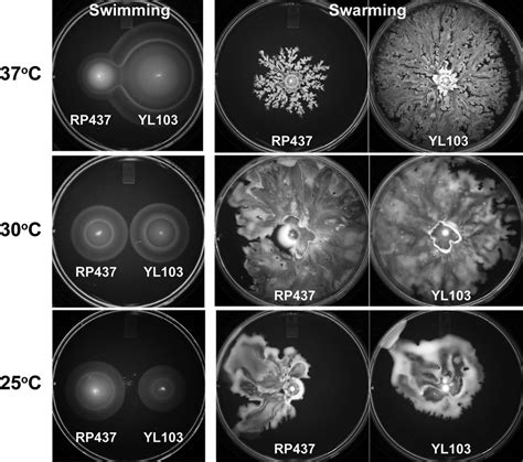 Swimming And Swarming Characterization Of Wild Type Rp437 And Flil