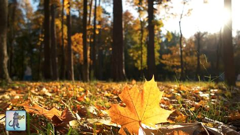 3 Hours Of Beautiful Autumn Colours ~ Amazing Nature