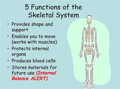 Ppt The Skeletal System Structure And Function Of Bone Organization