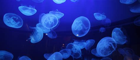What Jellyfish Can Teach Us About Climate Change World Economic Forum