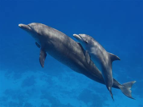 Mama Dolphins Sing Their Name To Babies In The Womb Live Science