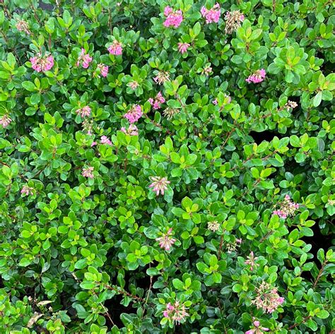Escallonia Pink Princess For Sale Online The Greenhouse