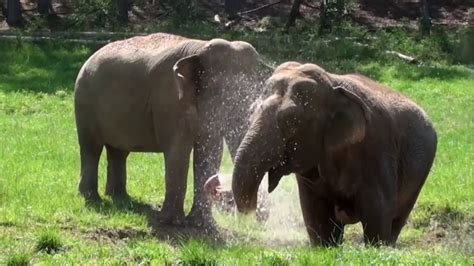 The Elephant Sanctuary Hohenwald Tn Youtube