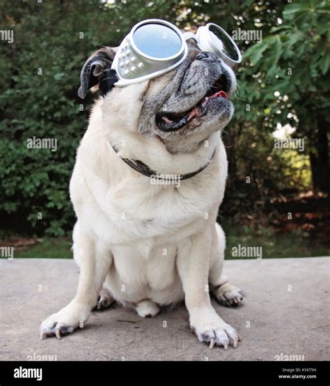 Doggles Hi Res Stock Photography And Images Alamy