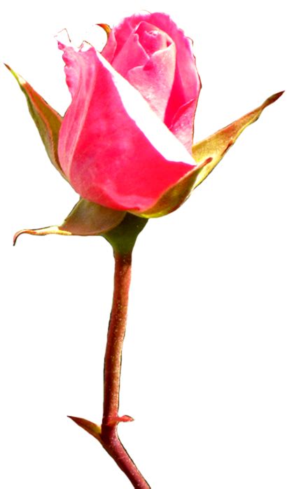 Clipart Red Rose Bud Rosebud Clipart 452x709 Png Download