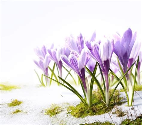 Surprise your friends, partners, and family members worldwide because myglobalflowers offers international delivery with myglobalflowers is simpler than ever. Persian New Year Flowers - Send Flowers Worldwide
