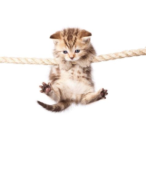 Hang In There So Cute Must ♥ Cats Animals Cats Cat