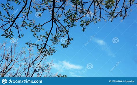 Beautiful Green Leaves On Blue Sky Background On Summer Day Stock Photo