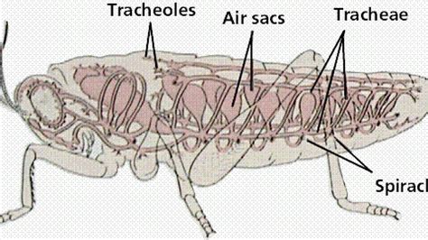 Sistem Respirasi Bagi Belalang Anatomi Dan Fisiologi Serangga Ppt