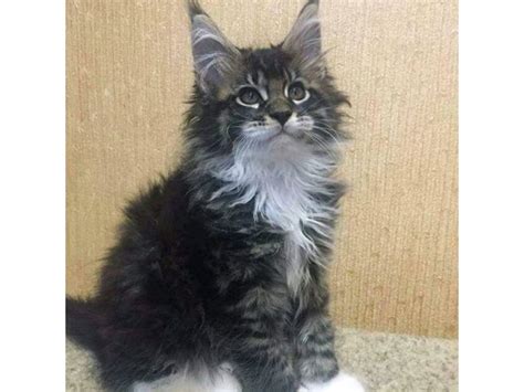 Our kittens are european imports and come. Adorable Maine Coon kittens for rehoming - Animals ...