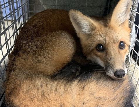Arlington Animal Control Rescues Fox Ensnared By Fish Hook