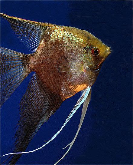 Leopard Veiltail Angelfish Freshwater Angelfish With Images Pet