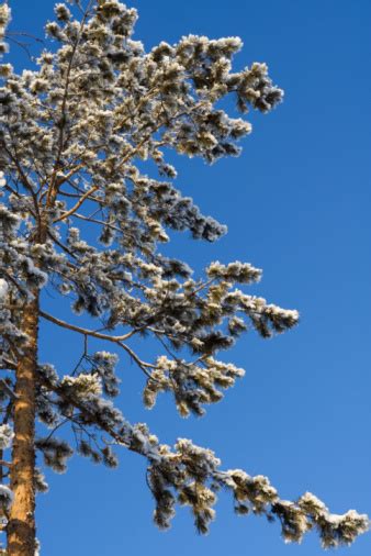 Snowy Pine Tree Stock Photo Download Image Now Blue Branch Plant