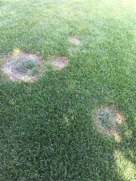 Necrotic Ring Spot Colorado Common Lawn Problem Ecoturf Of Northern