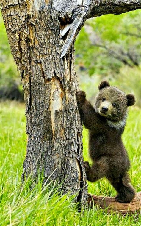 Pin On I Am A Grizzly Bear Lover