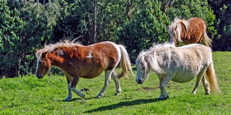 Everything You Need To Know About Mini Horses