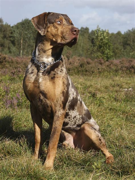 Key Characteristics Of The Catahoula Cur American Bulldog