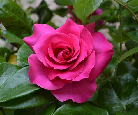 Kostenlose Foto Blume Blütenblatt Garten Rote Rose Blumen Rosen Floribunda Blühende