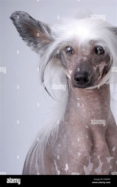Chinese Crested Dog Hi Res Stock Photography And Images Alamy