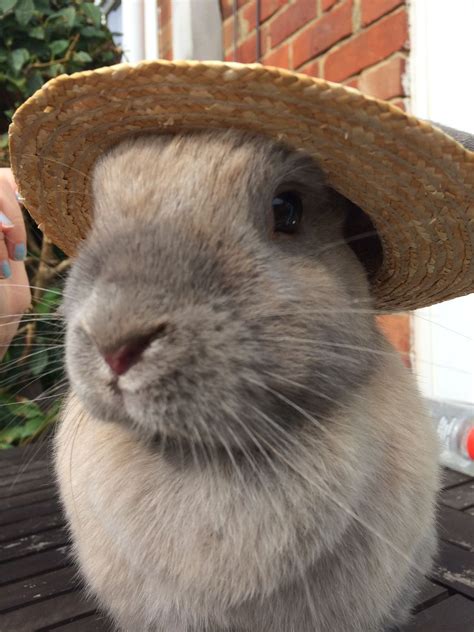 Pin By Main East Photography On Bunny Noses And Bunny Butts Cute Bunny