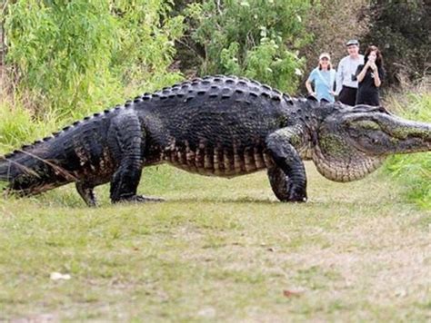 Video Of Giant Alligator Draws Crowds To Polk County Preserve Wgcu