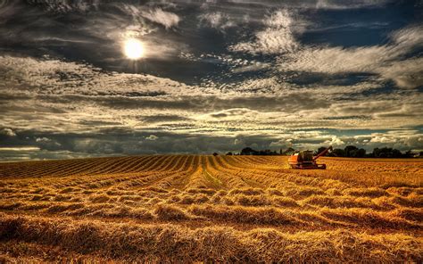 Northern Ireland England Field Grain Harvest Wallpapers Hd