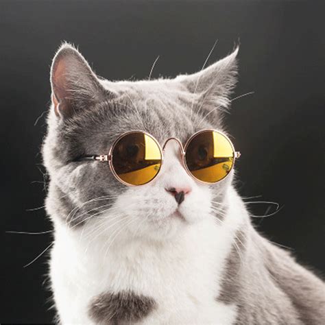 Dog Goggles Dog With Glasses Sun Dogs Cat Dog Funny Cats And Dogs