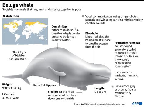 Beluga Whale Phonic Lips