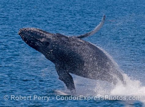 2500 Dolphins 9 Humpback Whales And One Giant Breach