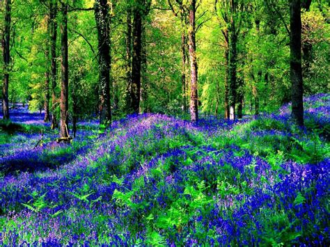 Flowers In Summer Forest Hd Desktop Wallpaper Widescreen High