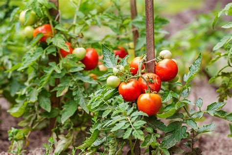 A Novices Guide To Growing Tomatoes Ingredient Guide