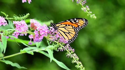 Want To Save The Monarch Butterfly Support A Better Kind Of Farming