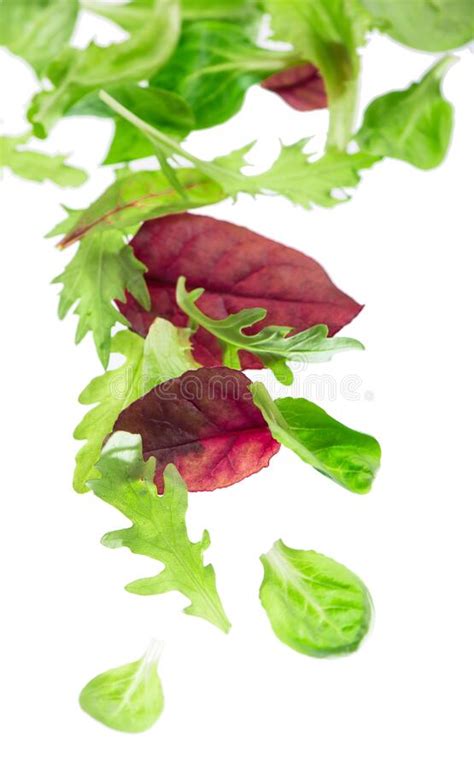 Fresh Green Leaves Lettuce Salad Isolated On White Background Stock