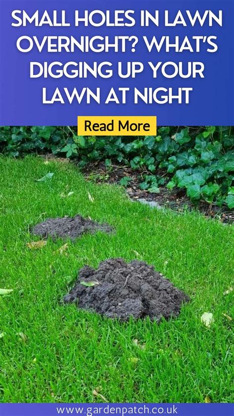 Small Holes In Lawn Overnight Whats Digging Up Your Lawn At Night