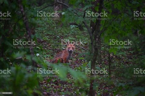 Wet Red Fox In Woods Stock Photo Download Image Now Forest Floor