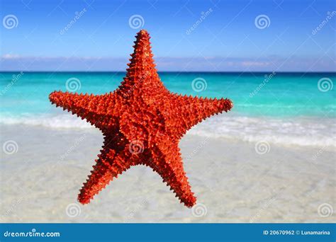 Starfish Isolated In A Tropical Turquoise Beach Stock Photo Image Of