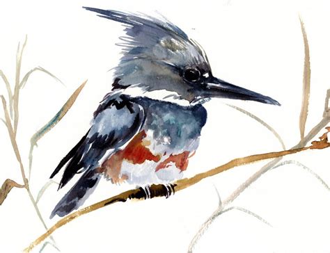 Belted Kingfisher Original Watercolor Bird Painting Etsy Watercolor