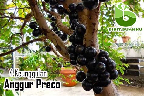 4 Keunggulan Anggur Pohon Varietas PRECO | Bibit Buahku