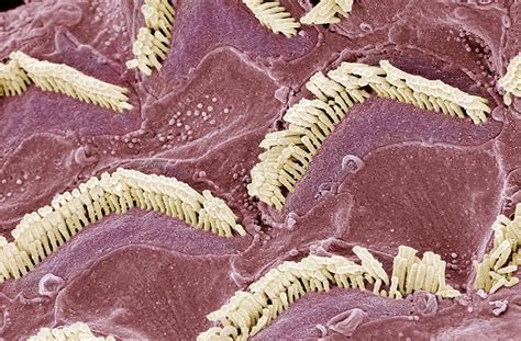 Inner Ear Hair Cells Sem Stock Image C0011709 Science Photo Library