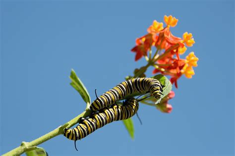 237 887 просмотров 237 тыс. Monarch Caterpillar | InterestingInsects.com