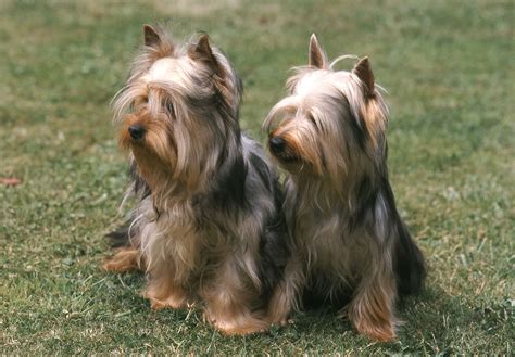 Australian Silky Terrier Charakter Größe And Erziehung