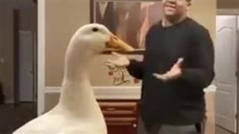 Twerking Duck Watch Now