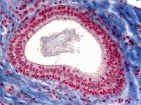 Epithelium Stratified Cuboidal Duct Lm Photograph By Alvin Telser