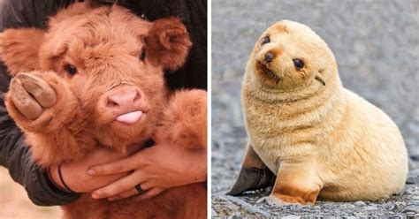 22 Baby Animals That Are Too Cute To Be True