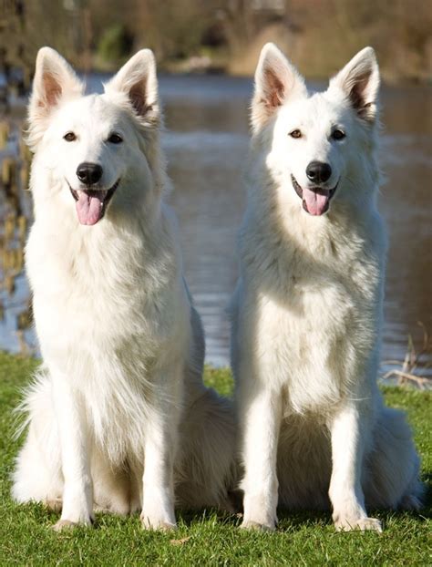9 Dog Breeds That Are Amazingly Similar To German Shepherds