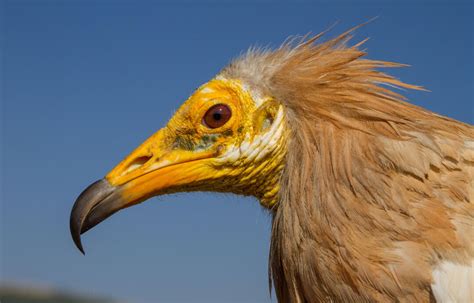 Found from southwestern europe and northern africa to india. Can We Save the World's Vultures? | Audubon